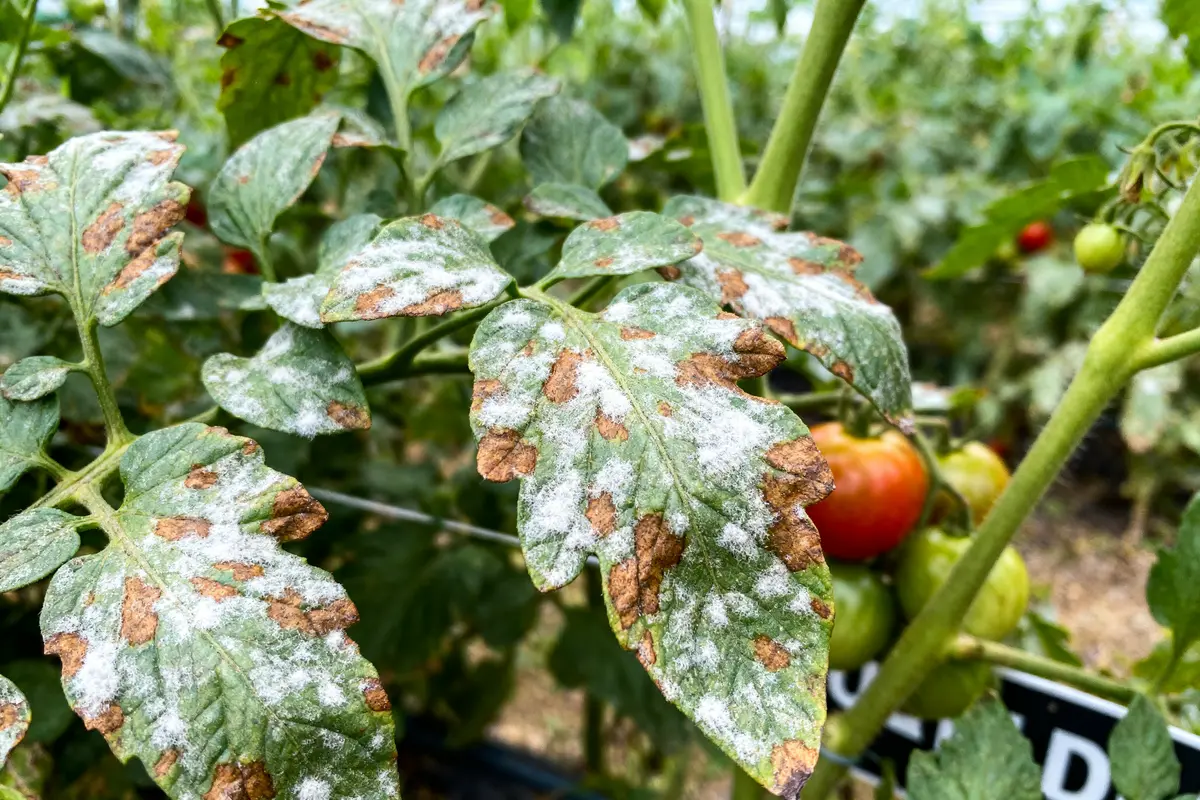 Feuilles de tomate, taches blanches et brunes indiquant une maladie, avec tomates floues en arrière-plan.
