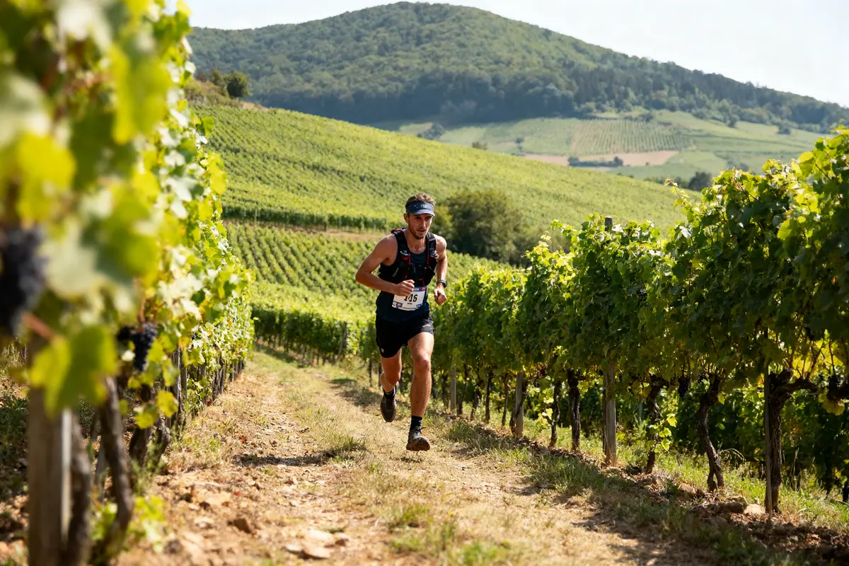 Coureur participant à un marathon à travers les vignes verdoyantes, colline boisée en arrière-plan.
